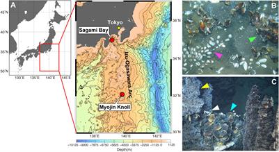 Interdecadal Distribution of Persistent Organic Pollutants in Deep-Sea Chemosynthetic Bivalves